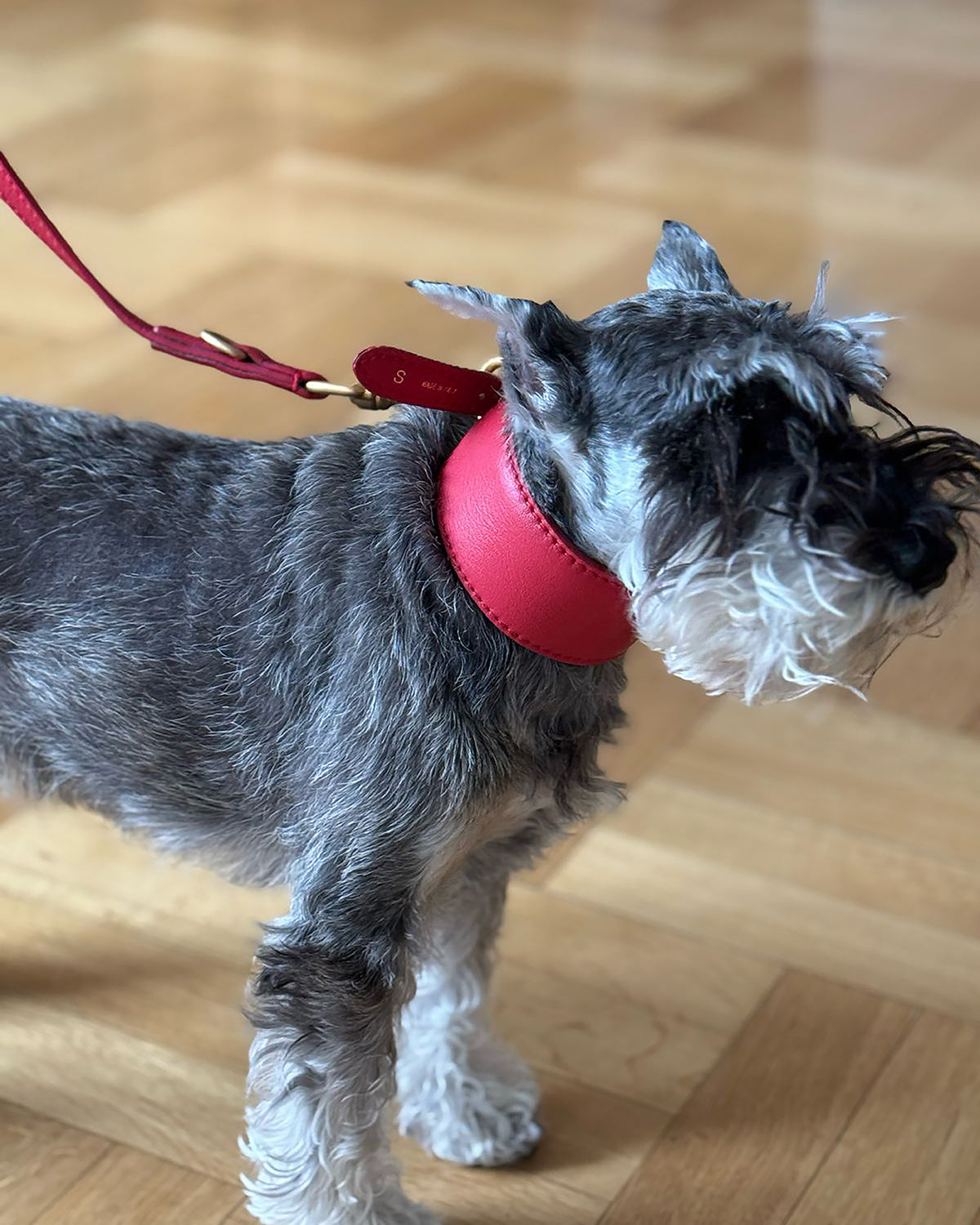 MARIO WIDE LEATHER COLLAR | קולר עור רחב לכלב