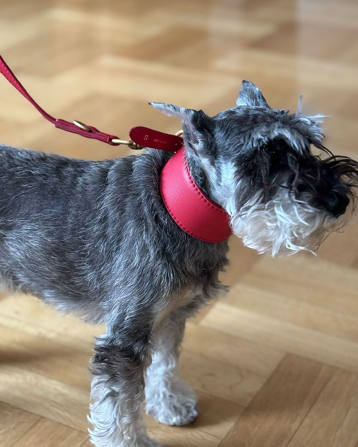 MARIO WIDE LEATHER COLLAR | קולר עור נאפה רחב לכלב