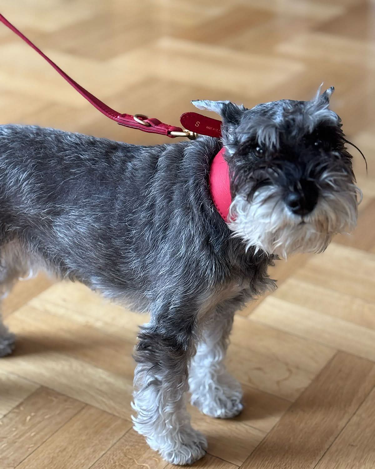 MARIO WIDE LEATHER COLLAR | קולר עור נאפה רחב לכלב