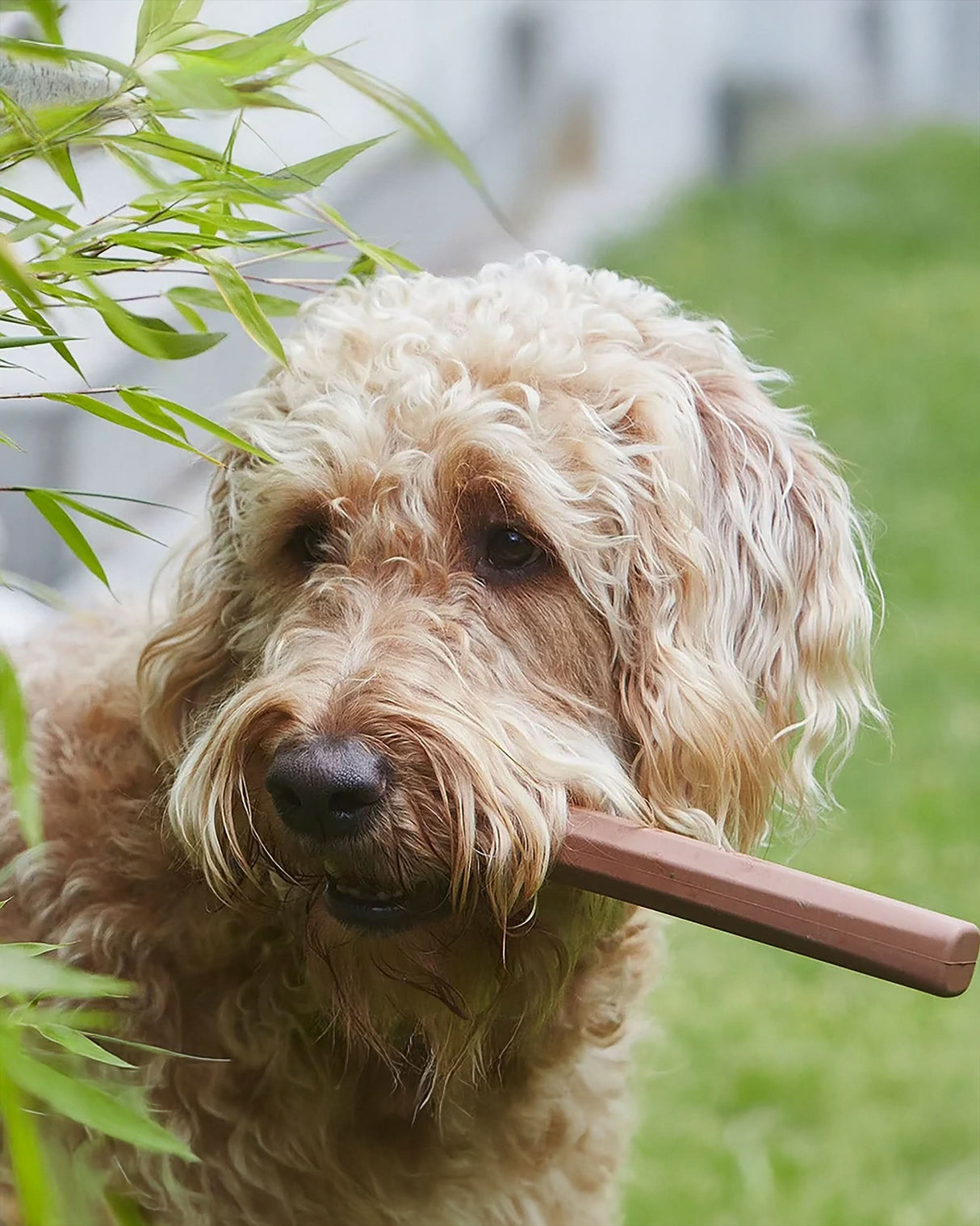 מקל זריקה לכלבים, משחקים לכלבים, Dog Fetch Toy