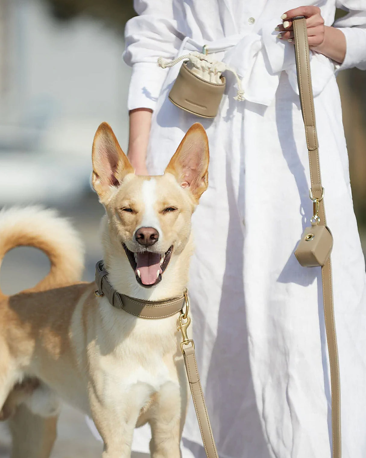 Plain Leather Collar | קולר עור לכלב