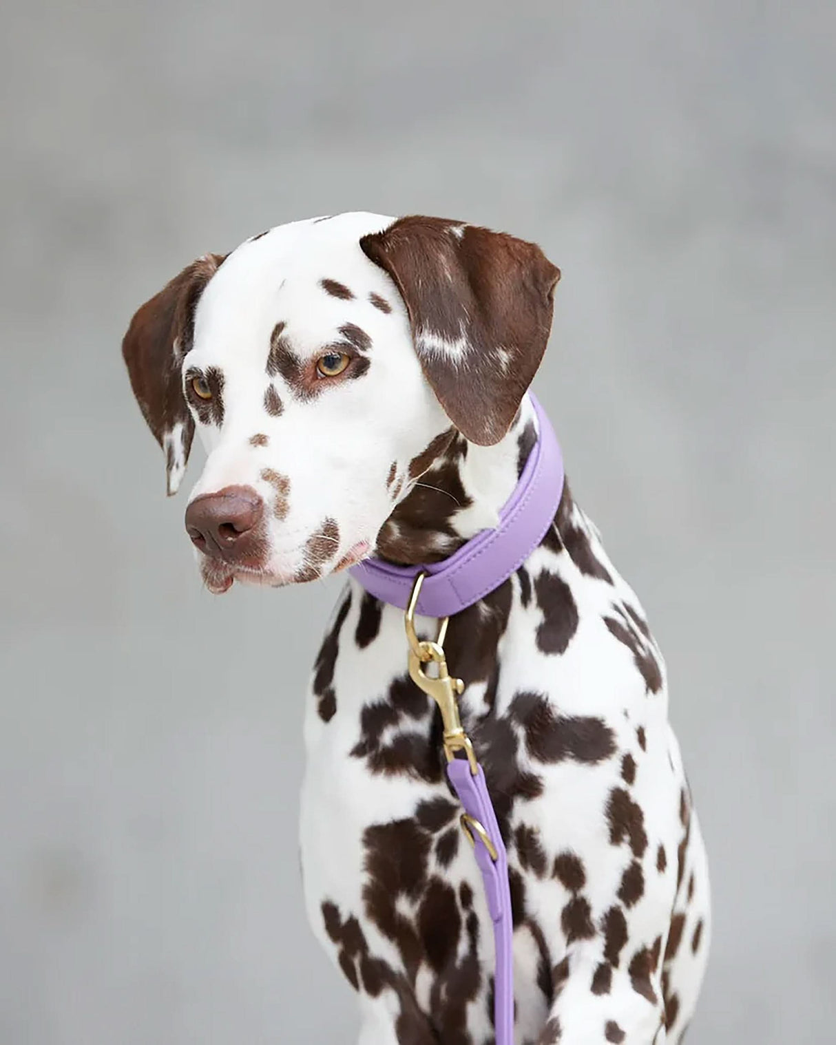 Plain Leather Collar | קולר עור לכלב