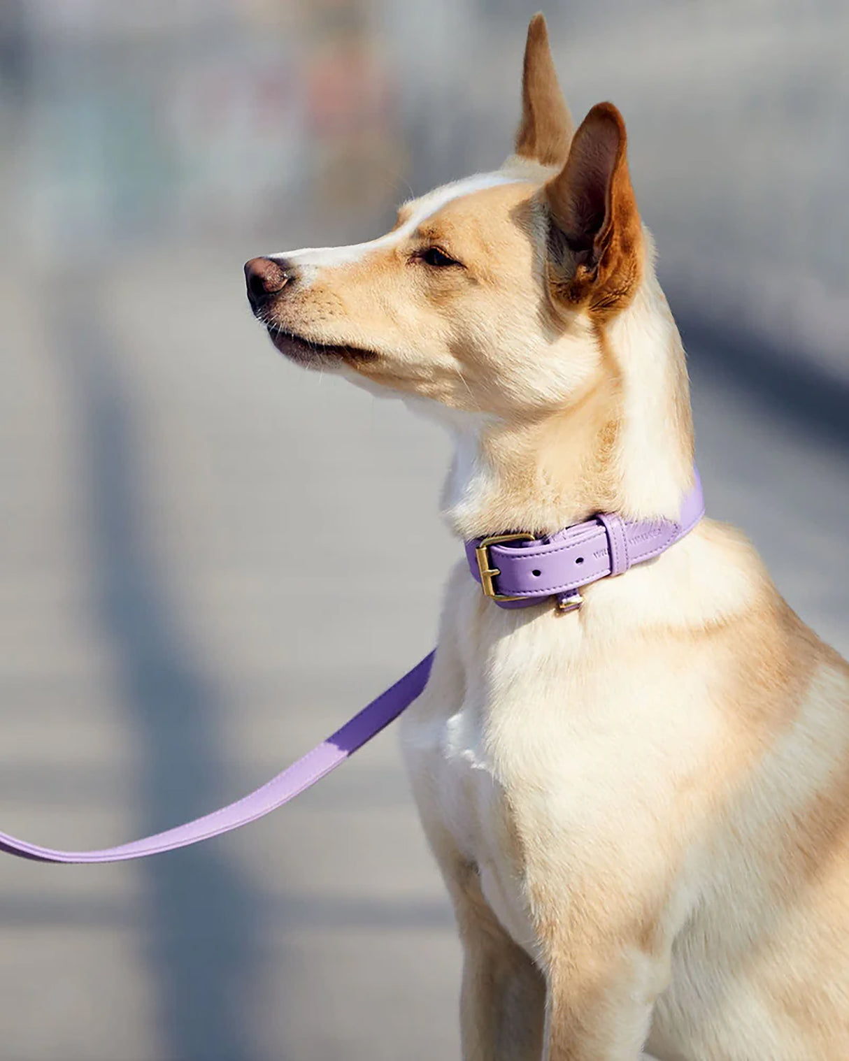 Plain Leather Collar | קולר עור לכלב