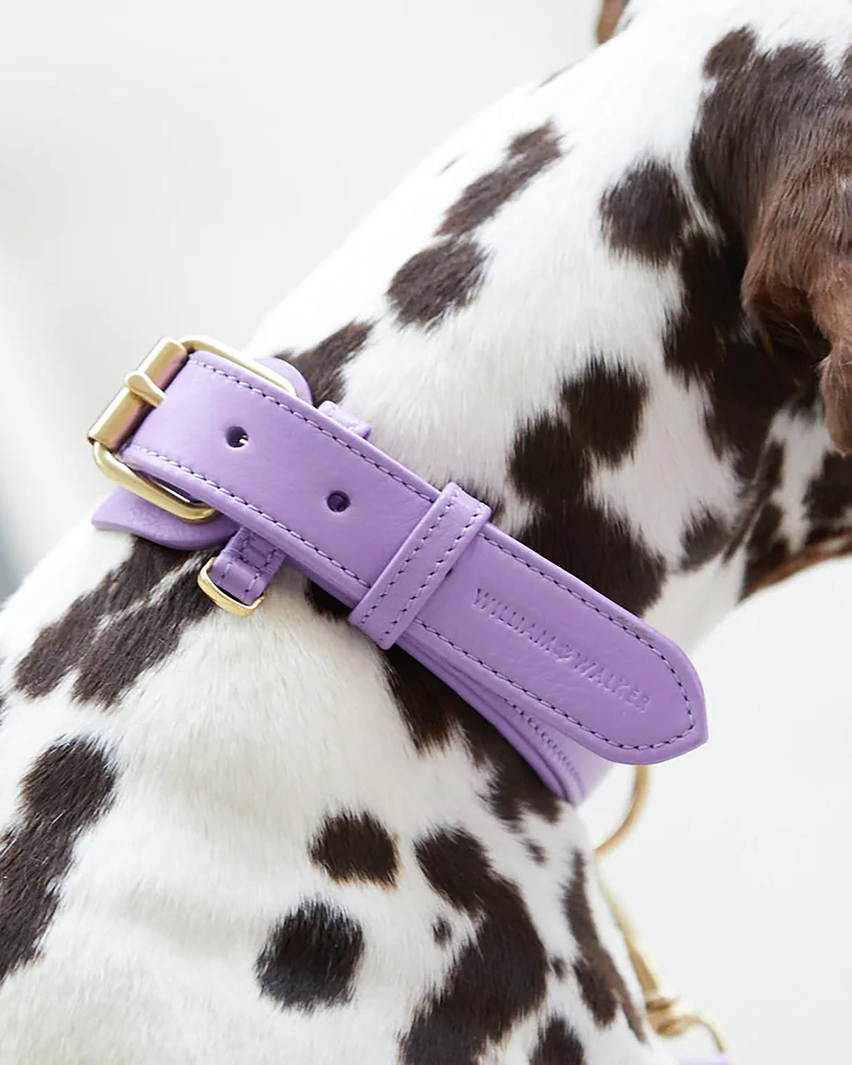 Plain Leather Collar | קולר עור לכלב