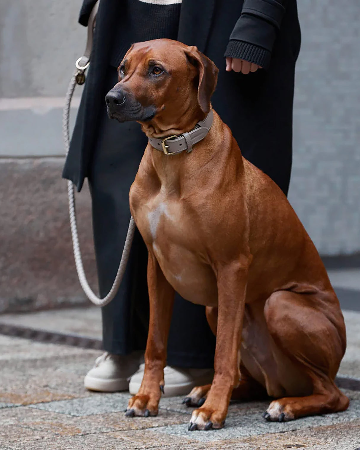 Plain Leather Collar | קולר עור לכלב