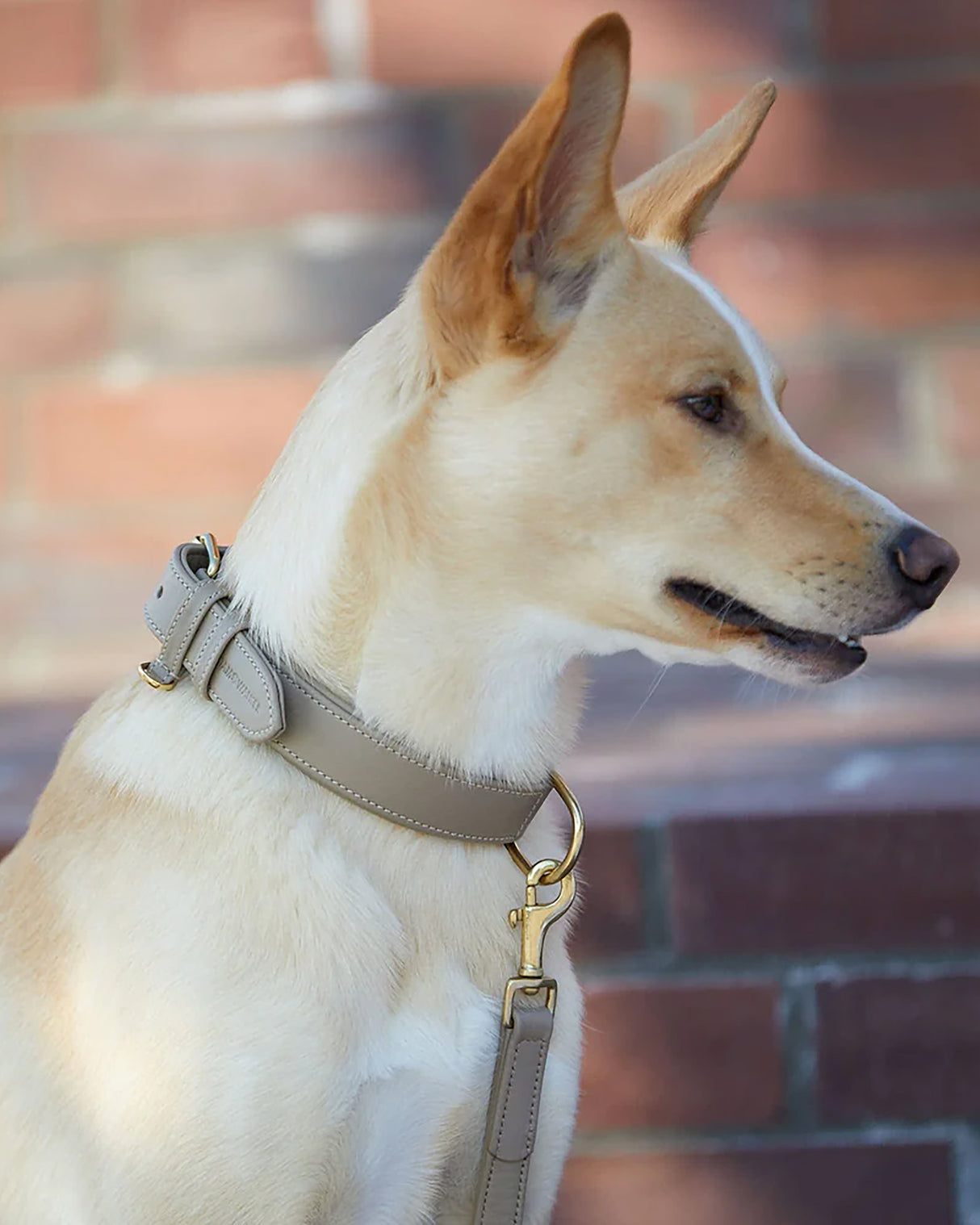 Plain Leather Collar | קולר עור לכלב