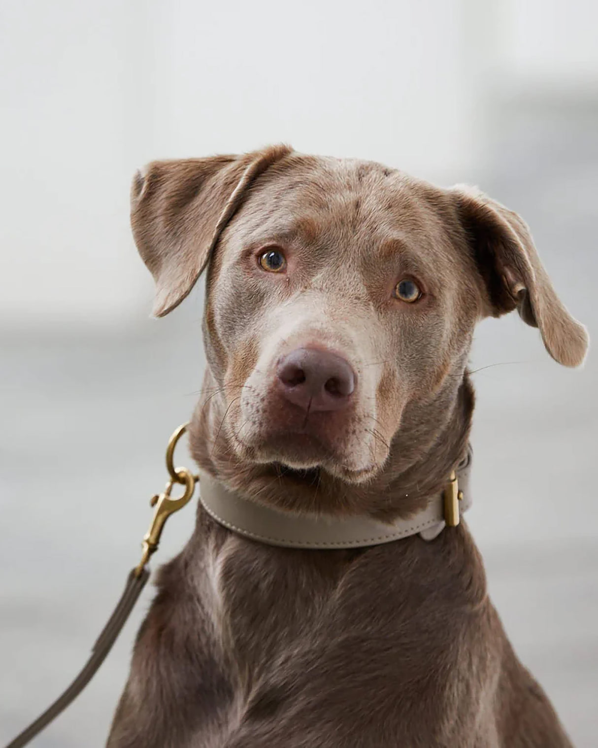 Plain Leather Collar | קולר עור לכלב