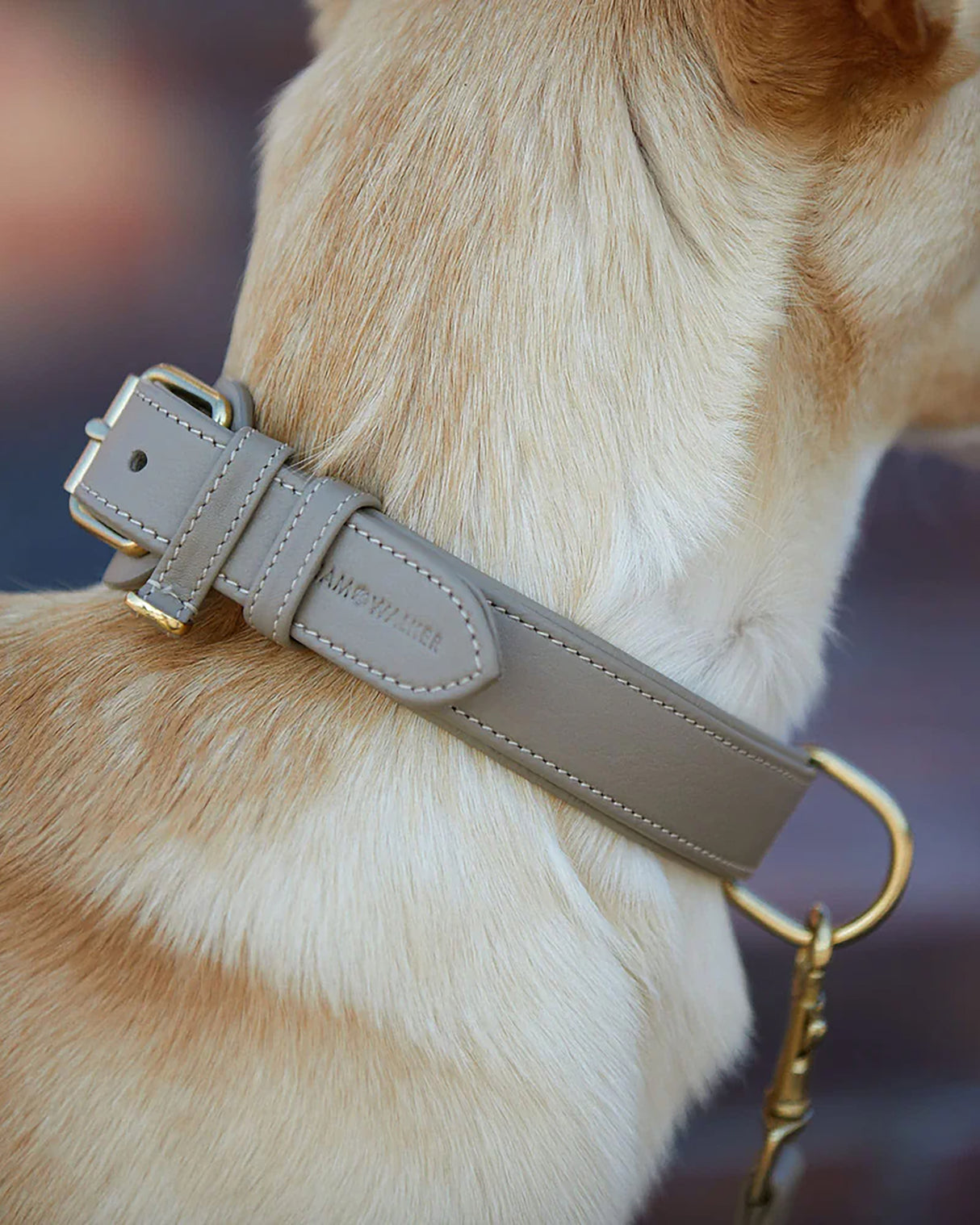Plain Leather Collar | קולר עור לכלב