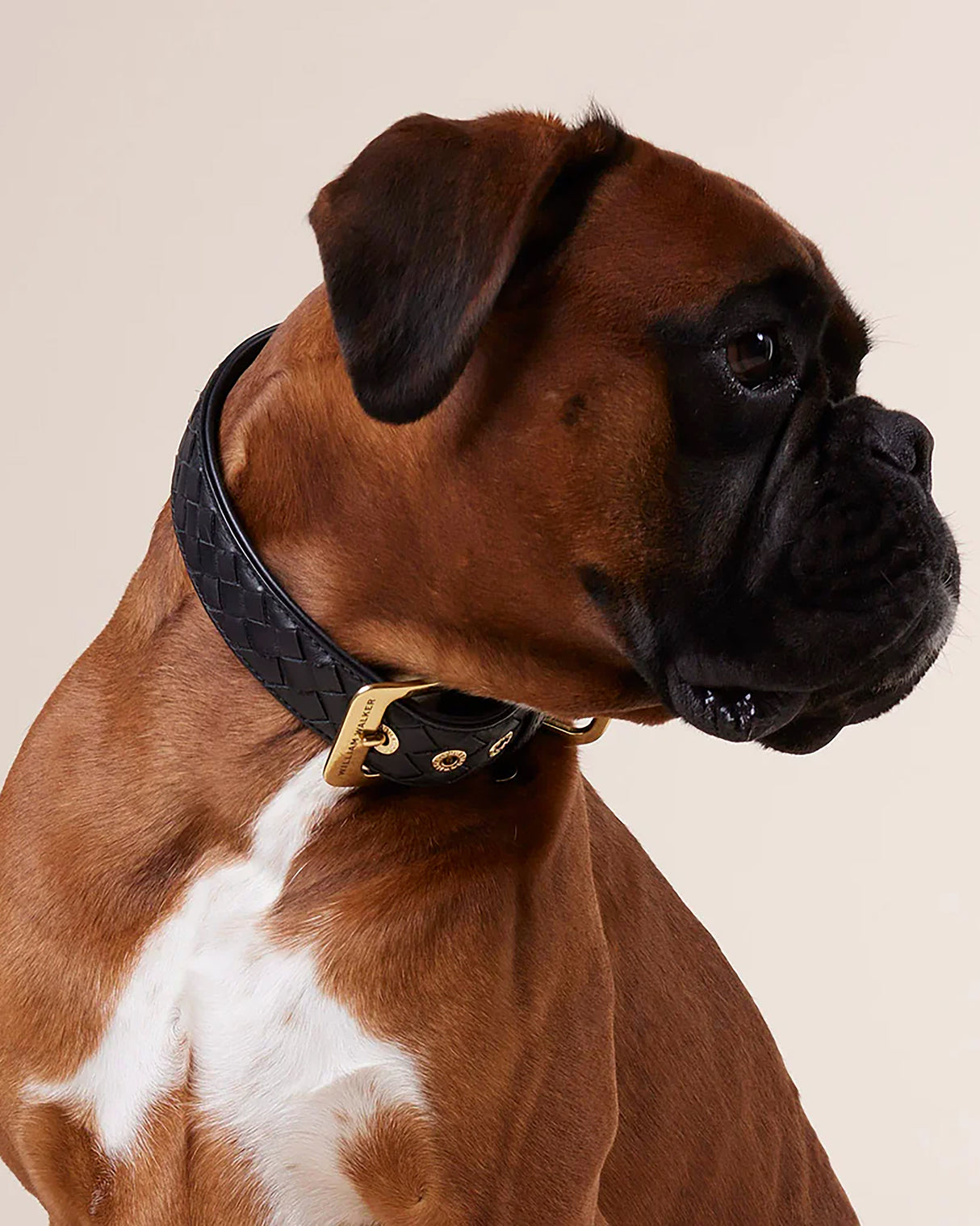 Prestige Leather Dog Collar | קולר עור נאפה קלוע לכלב