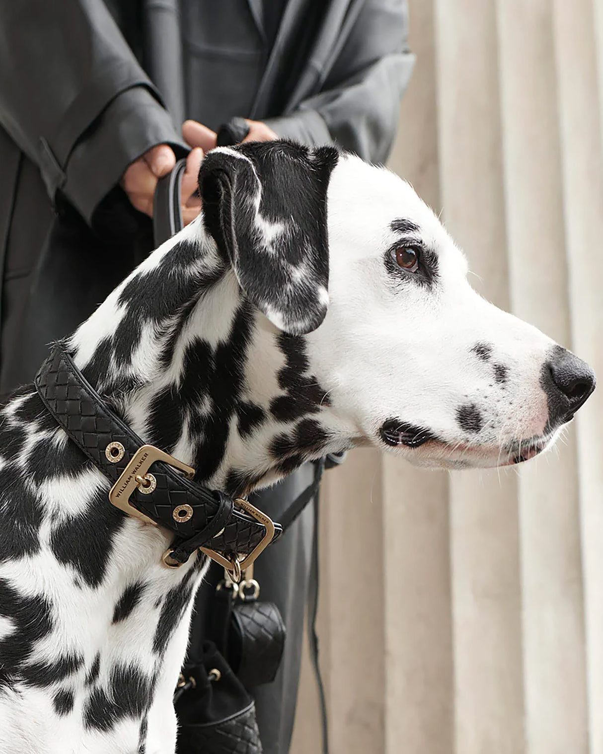 Prestige Leather Dog Collar | קולר עור נאפה קלוע לכלב