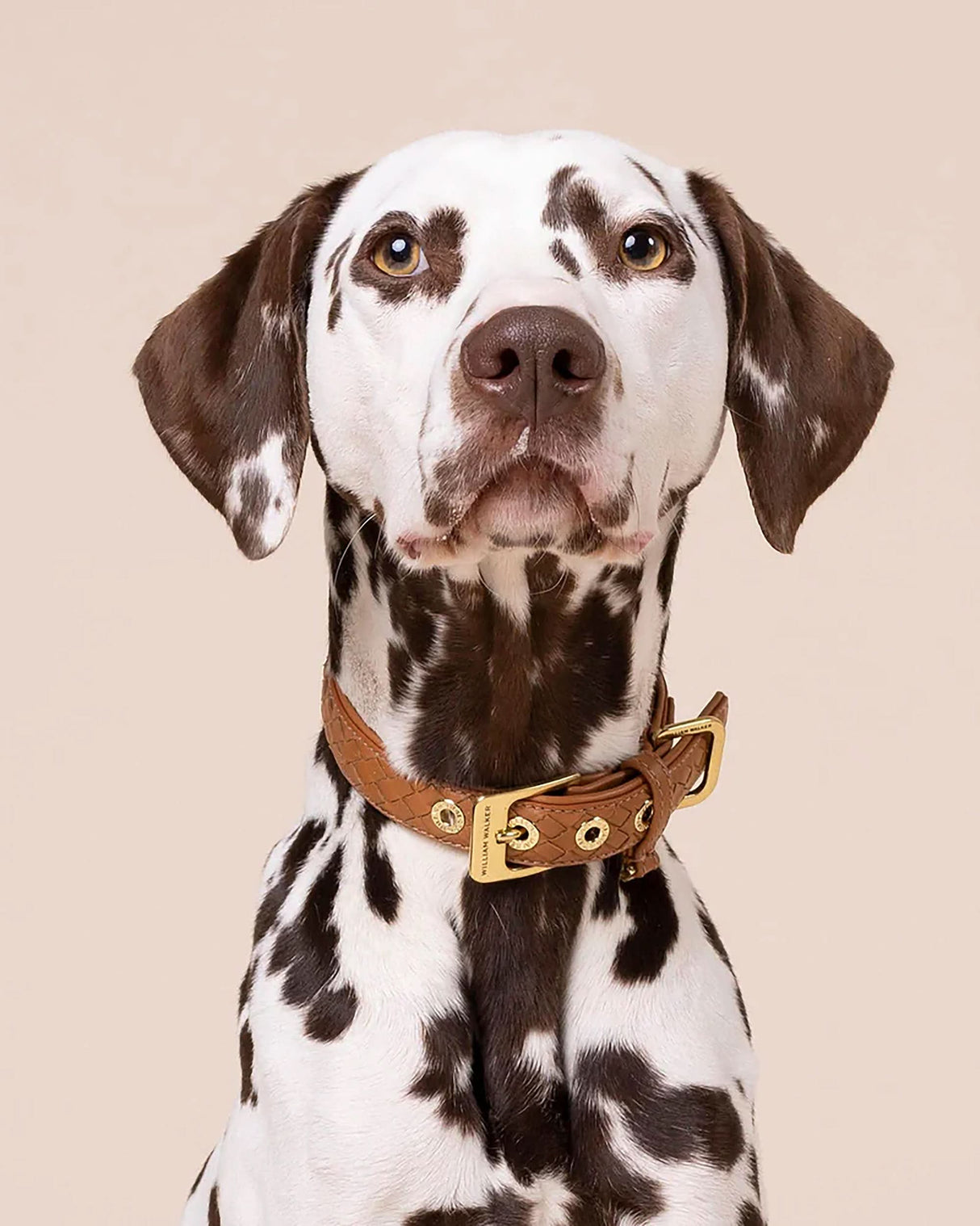Prestige Leather Dog Collar | קולר עור נאפה קלוע לכלב