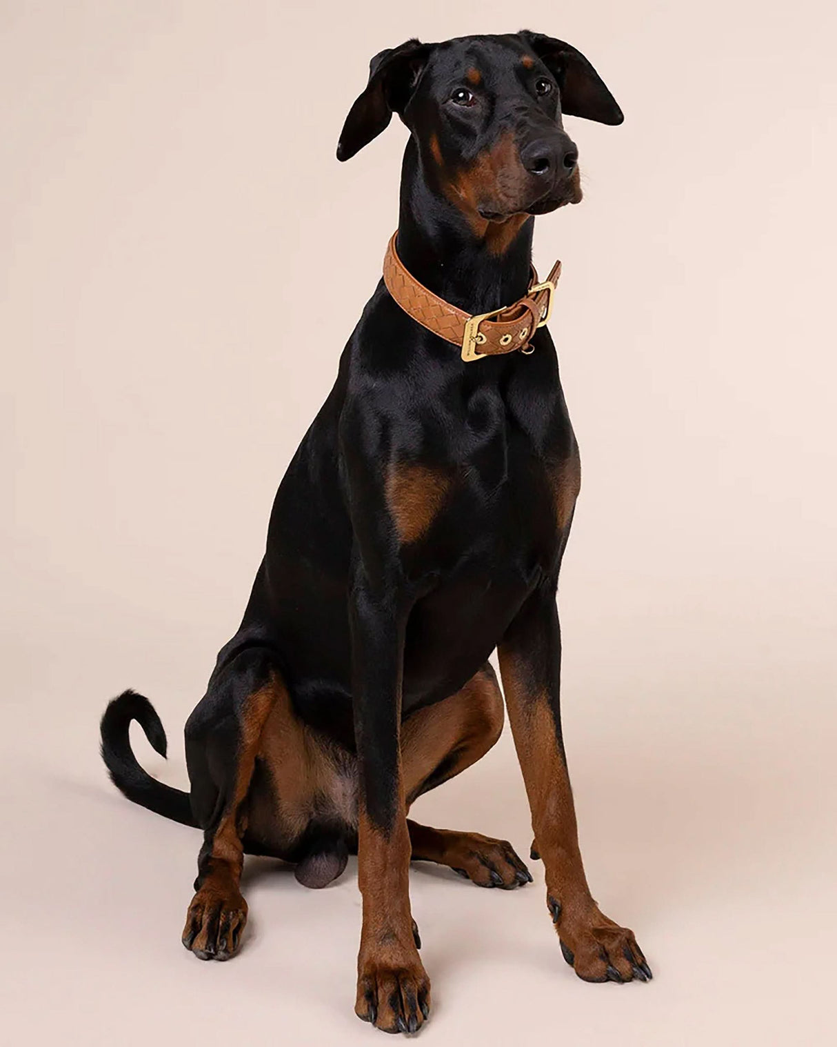 Prestige Leather Dog Collar | קולר עור נאפה קלוע לכלב