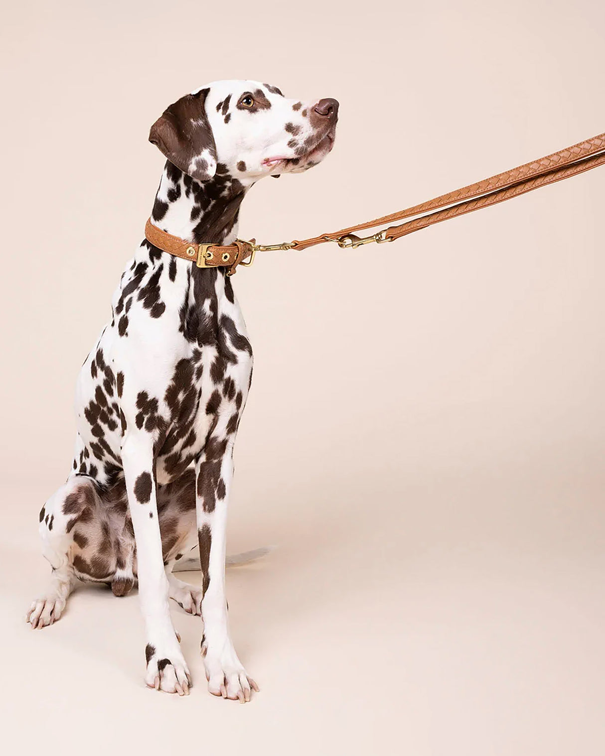 Prestige Leather Dog Leash | רצועת עור נאפה ארוכה ומתכווננת לכלב