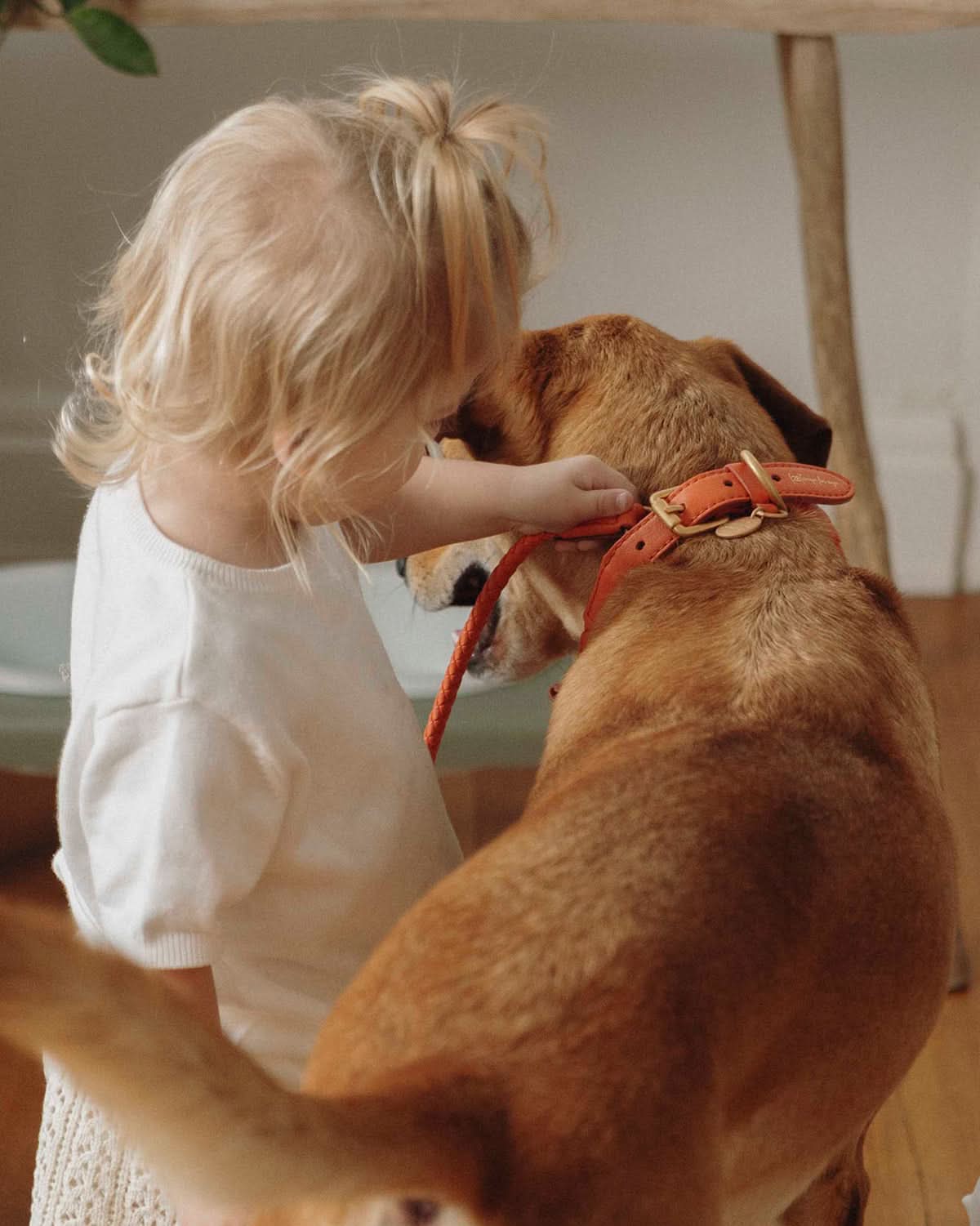 קולר לכלב, קולר עור לכלבים