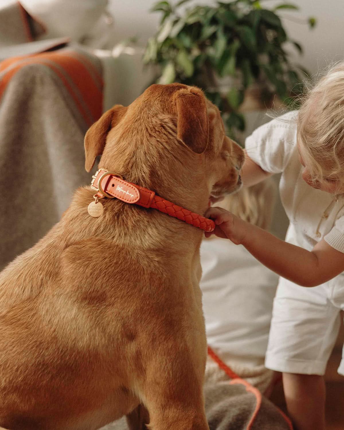 קולר לכלב, קולר עור לכלבים