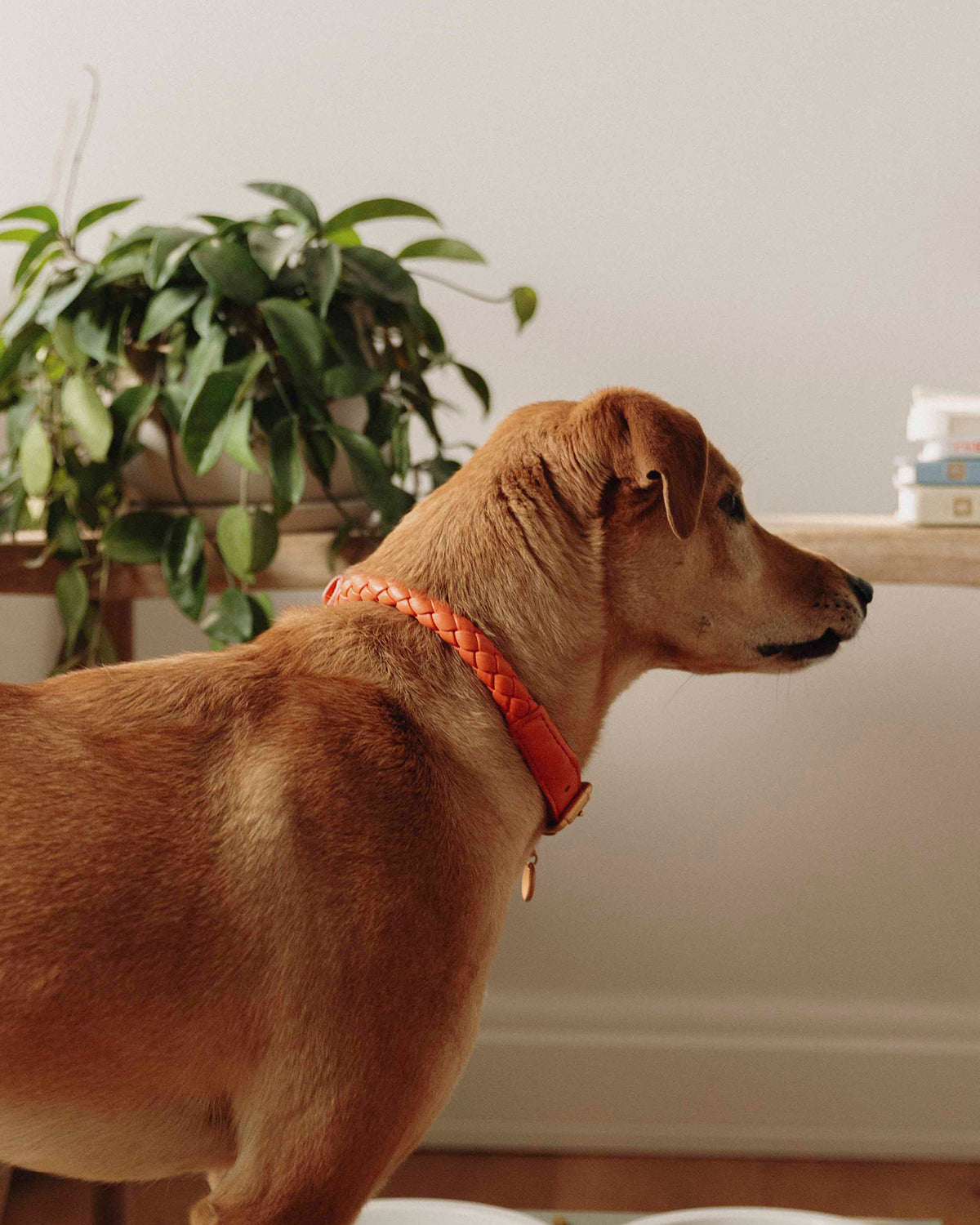 קולר לכלב, קולר עור לכלבים