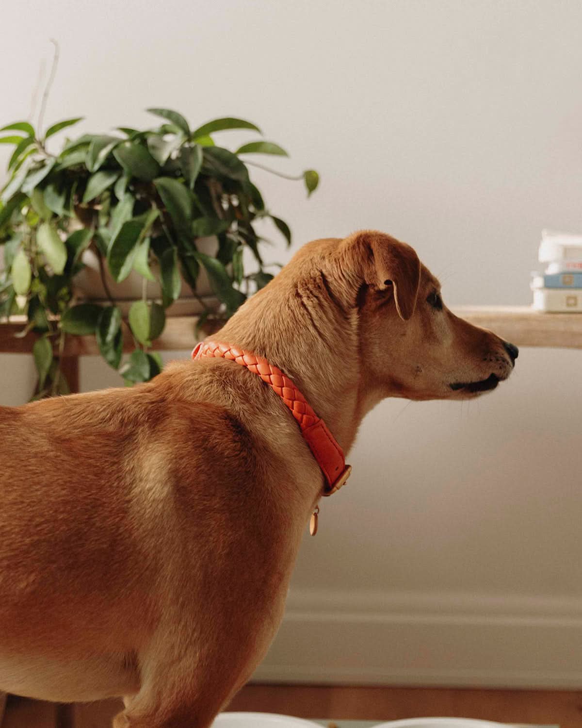 קולר לכלב, קולר עור לכלבים