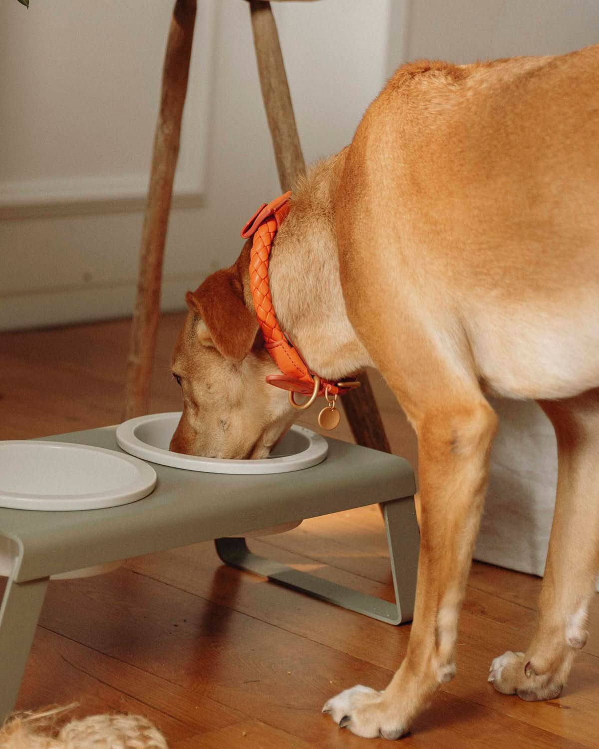 קולר לכלב, קולר עור לכלבים