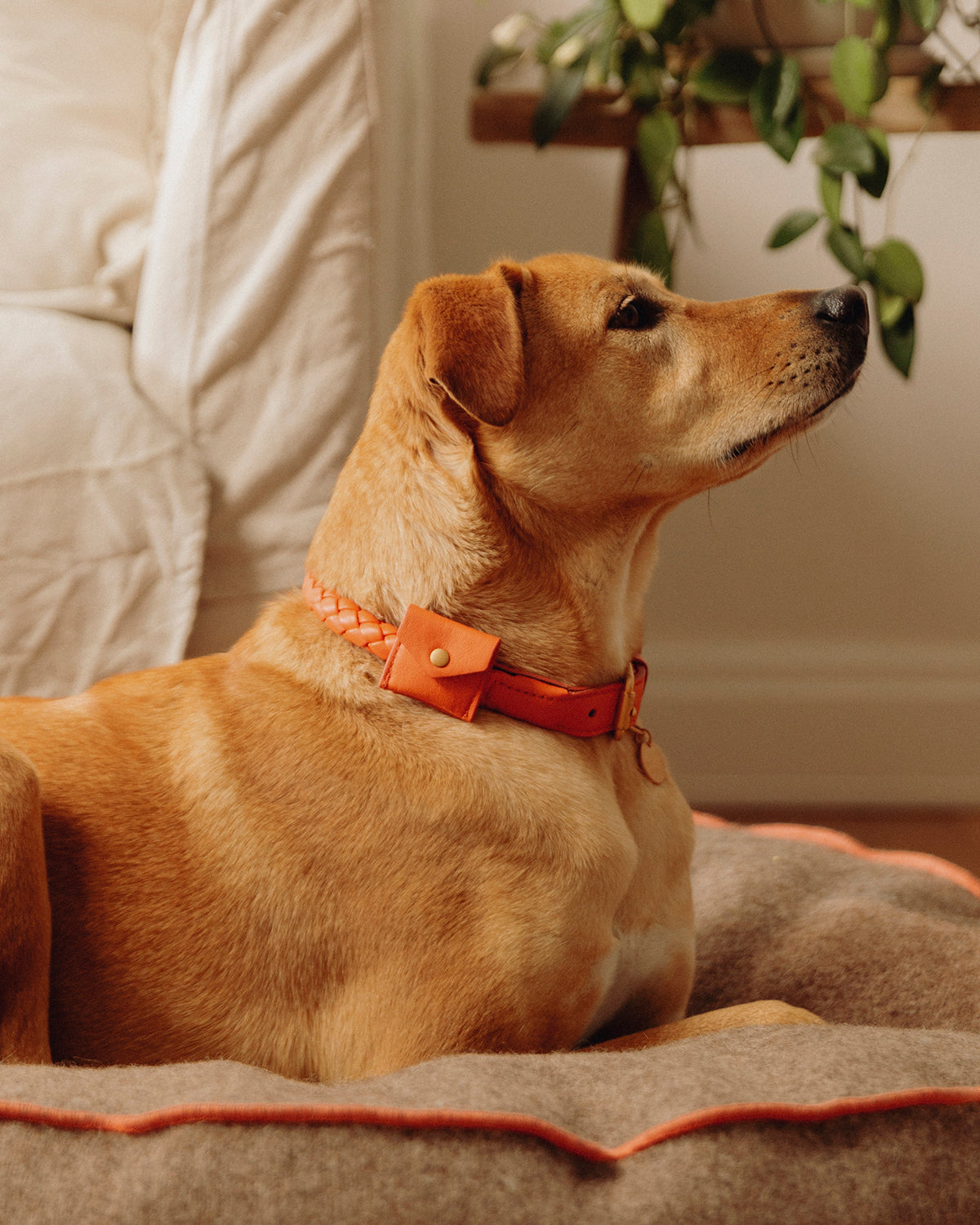 צווארון עור FERDINANDO | קולר עור נאפה לכלב