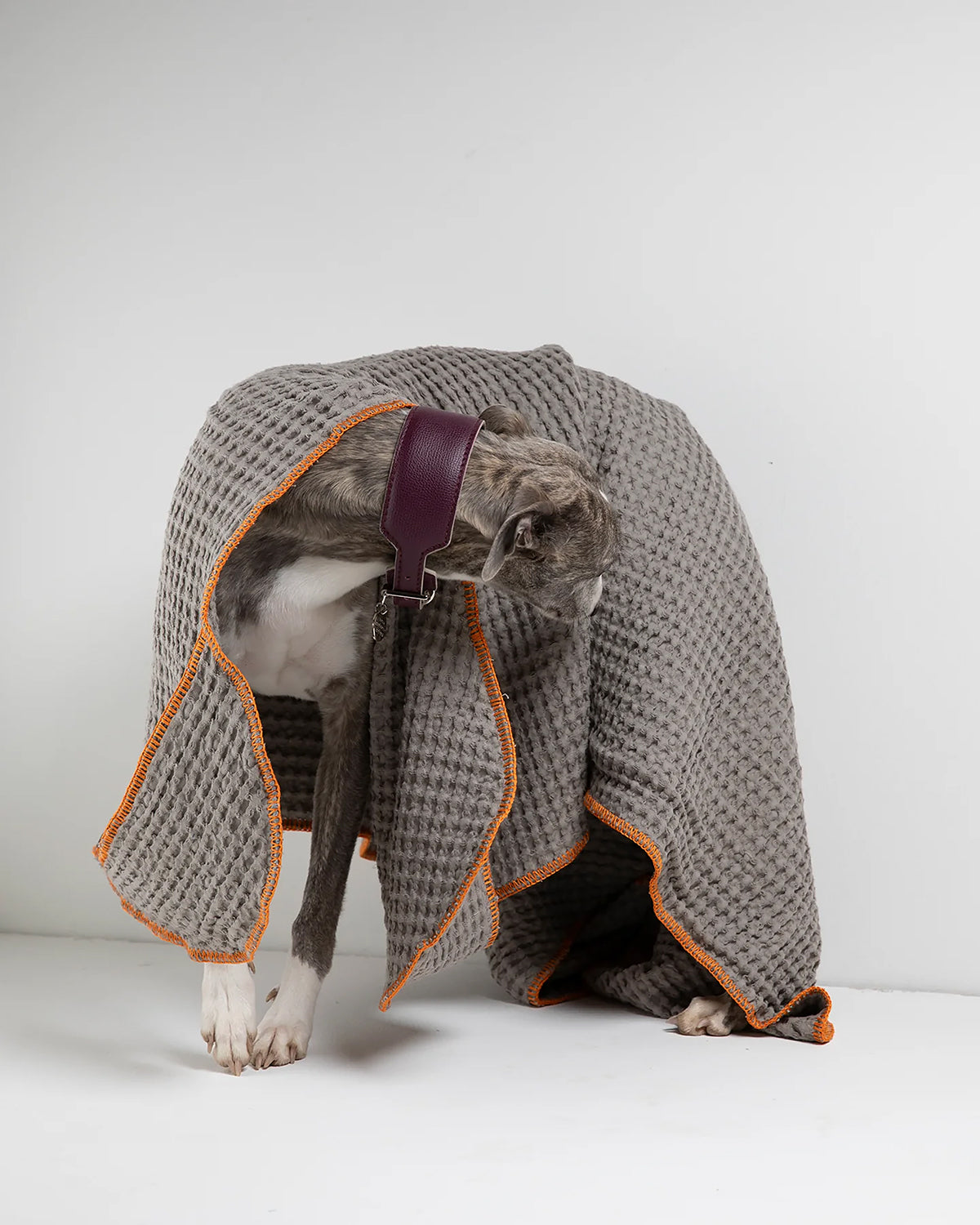 SALLY DOG TOWEL | מגבת לכלב