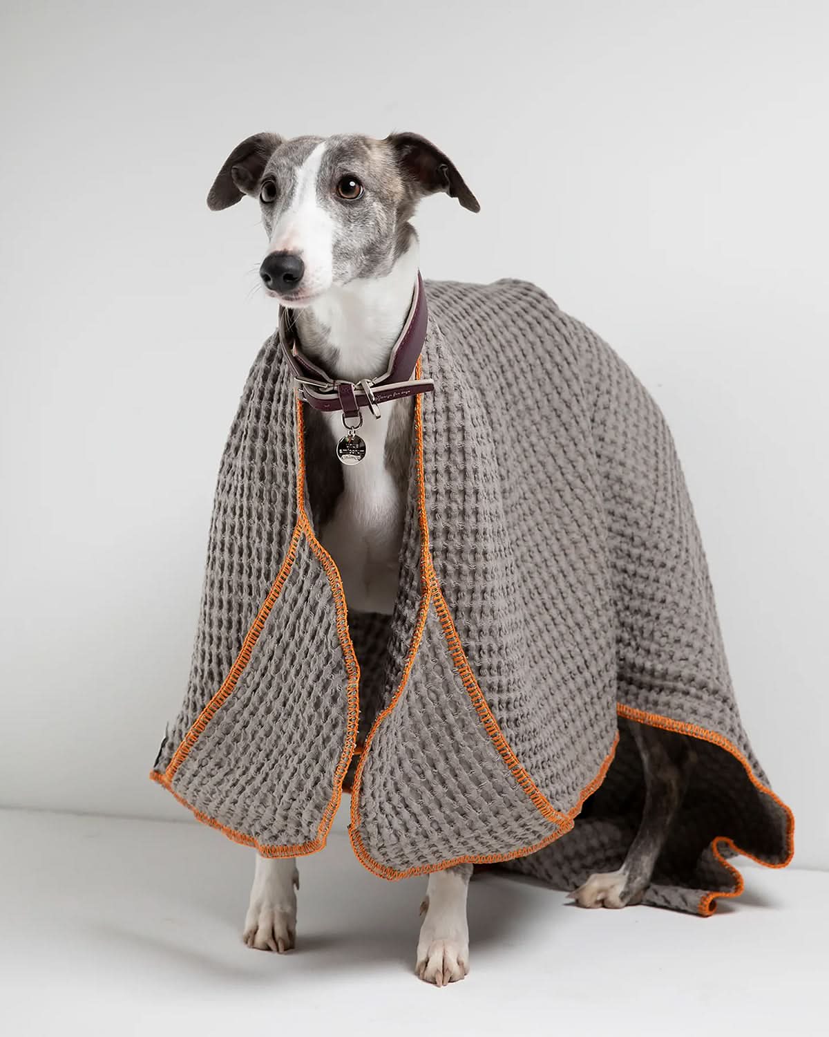 SALLY DOG TOWEL | מגבת לכלב