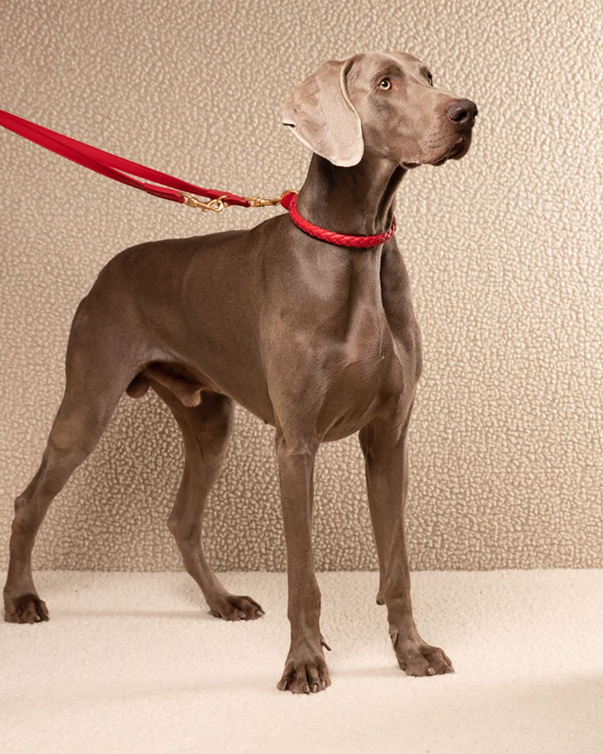 רצועת מתכווננת לכלב מעור נאפה איטלקי | MARIO ADJUSTABLE LEATHER LEASH