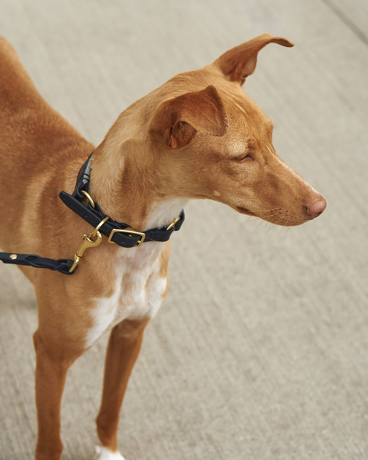 Siena Padded Leather Collar | קולר עור מרופד לכלב