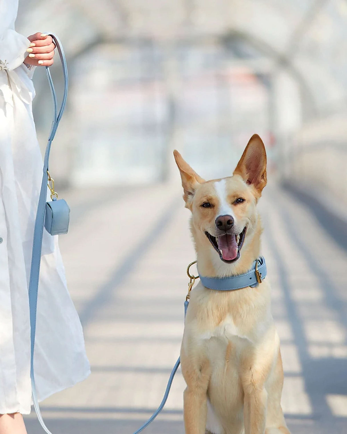 Plain Leather Collar | קולר עור לכלב