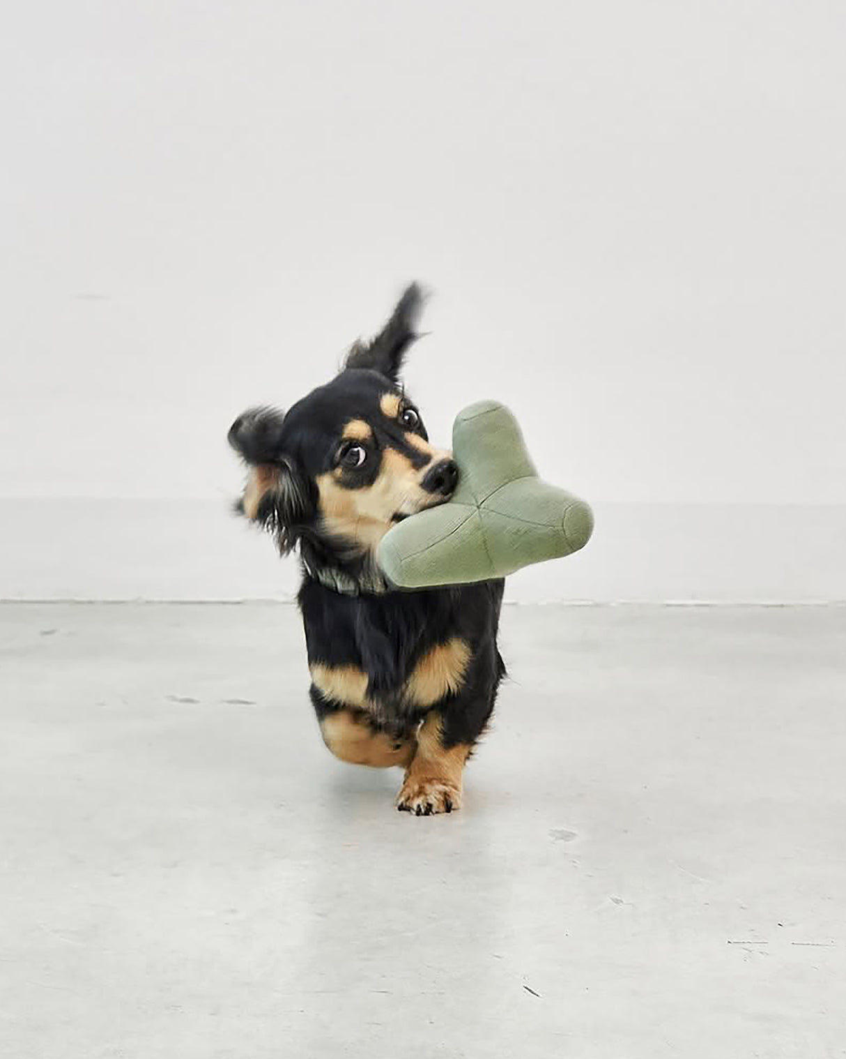 QUATTRO DOG TOY | צעצוע גאומטרי סרוג לכלב