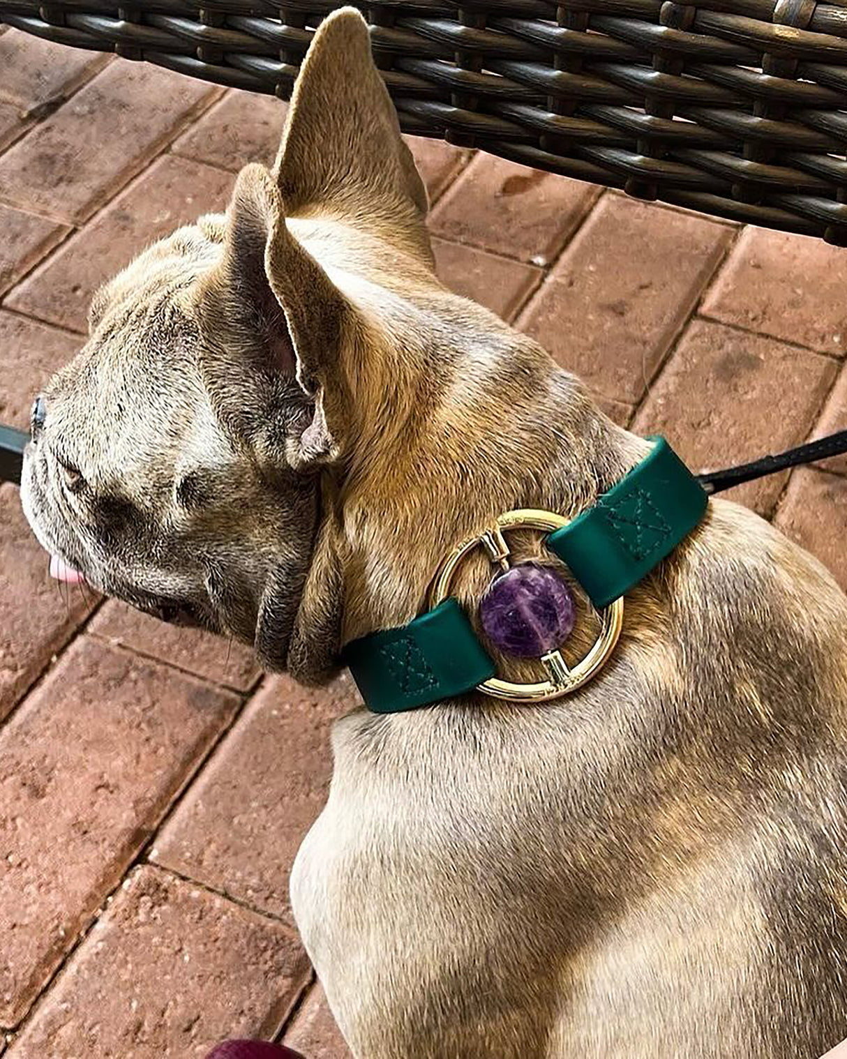 Crystal Walk Set For Dogs | סט רצועה וקולר משובץ אבן קריסטל