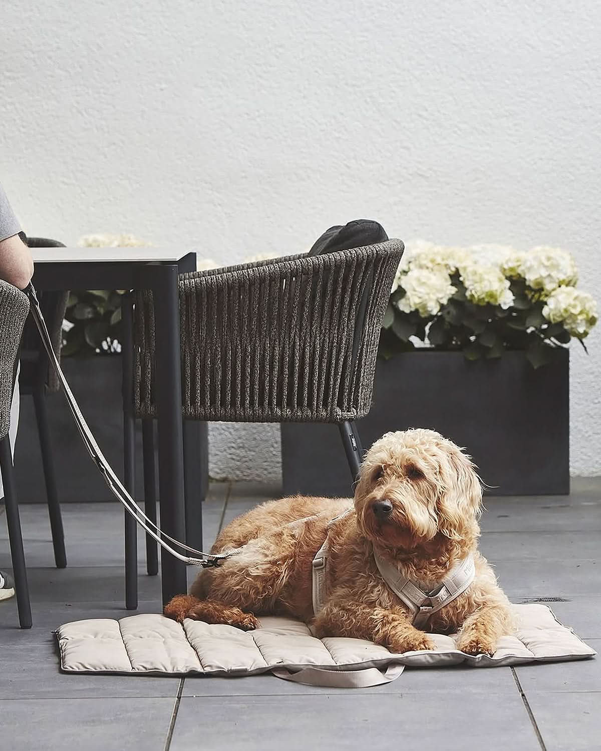 MODENA HARNESS | רתמה לכלב