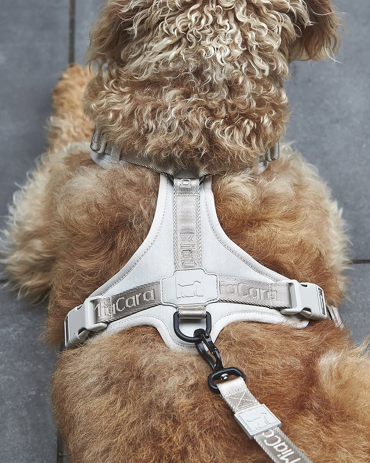 MODENA HARNESS | רתמה לכלב