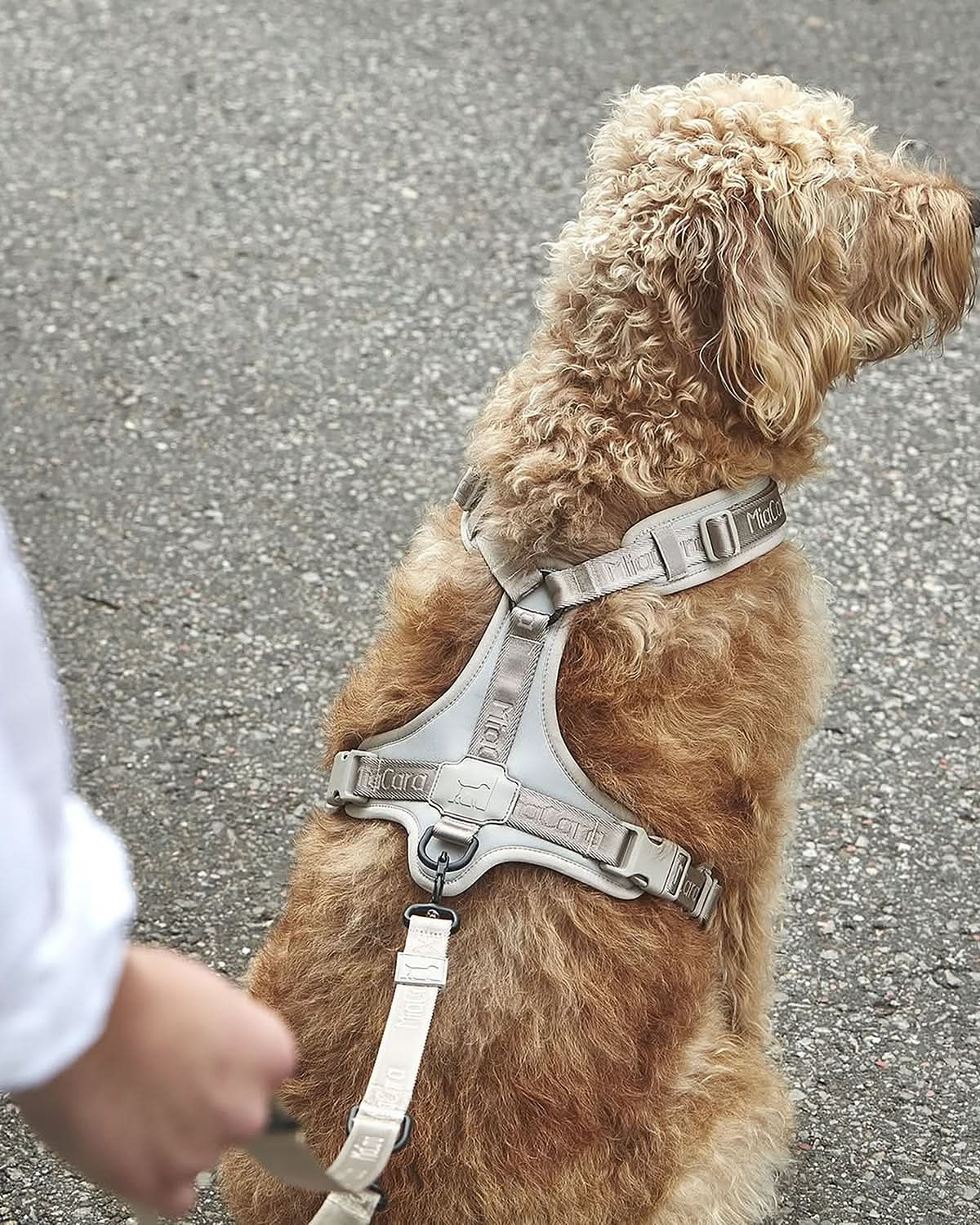 MODENA HARNESS | רתמה לכלב