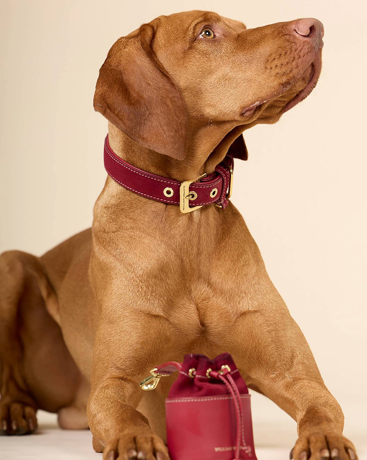 Luxe Suede Leather Dog Collar | קולר עור זמש לכלב