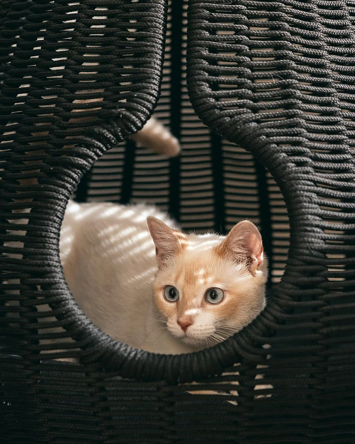 PERLA CAT CAVE | מיטה לחתול