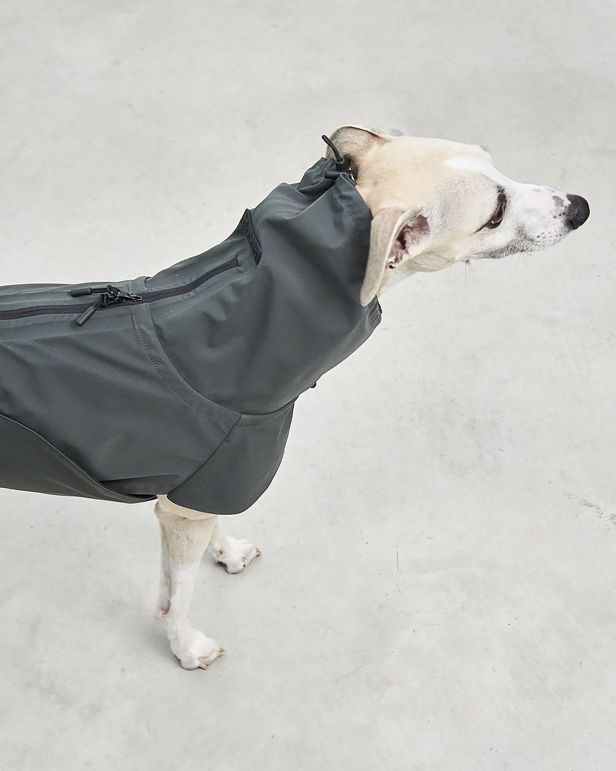 VALENTINA DOG RAINCOAT | מעיל גשם ורוח לכלב
