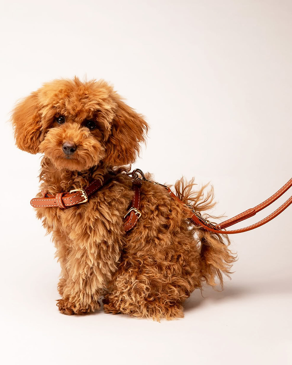 GABRIELE NAPPA LEATHER DOG HARNESS | רתמת עור נאפה לכלב