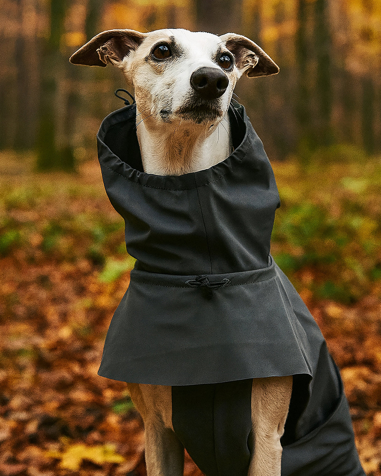 VALENTINA DOG RAINCOAT | מעיל גשם ורוח לכלב