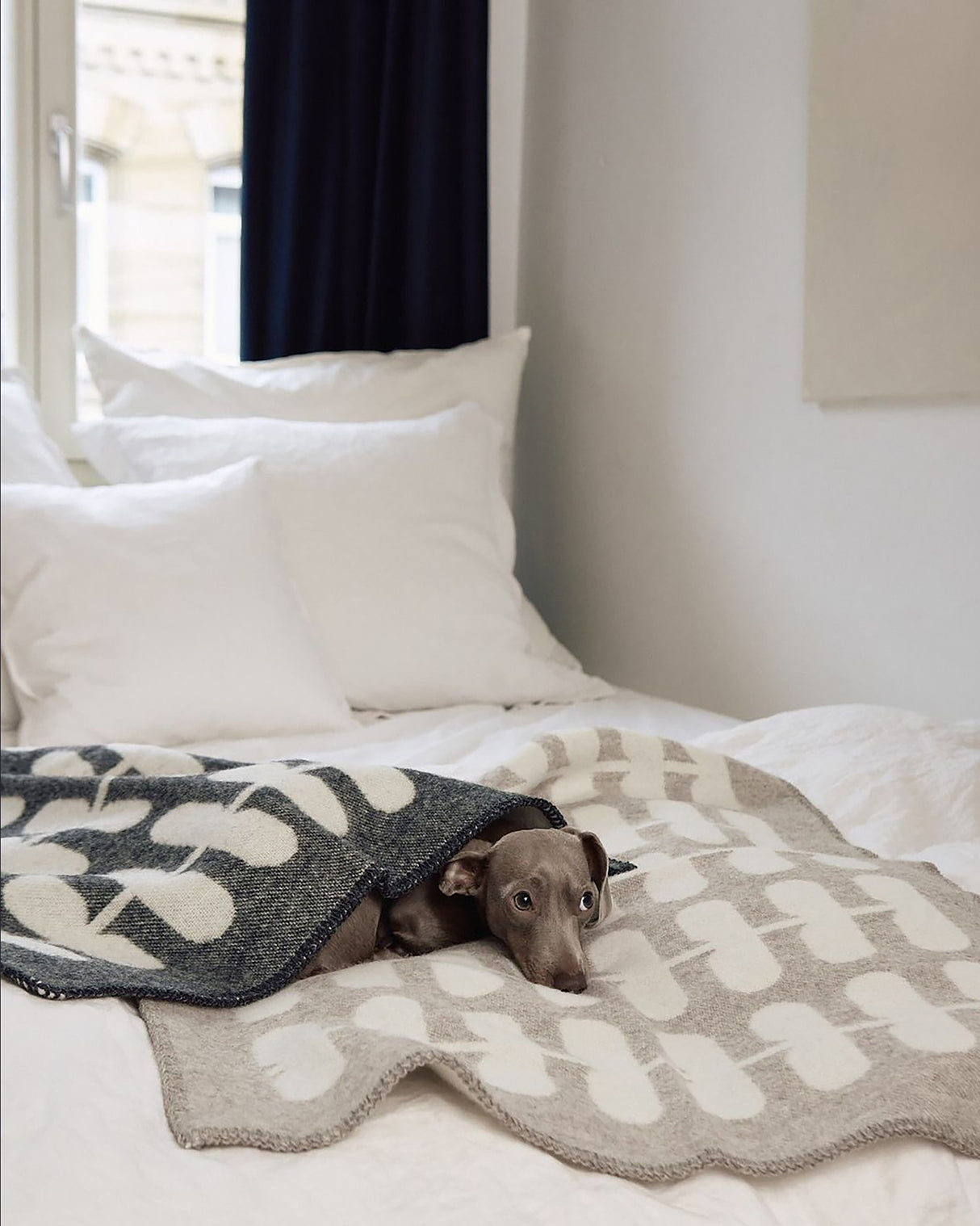 FLORA DOG WOOL BLANKET | שמיכה לכלב