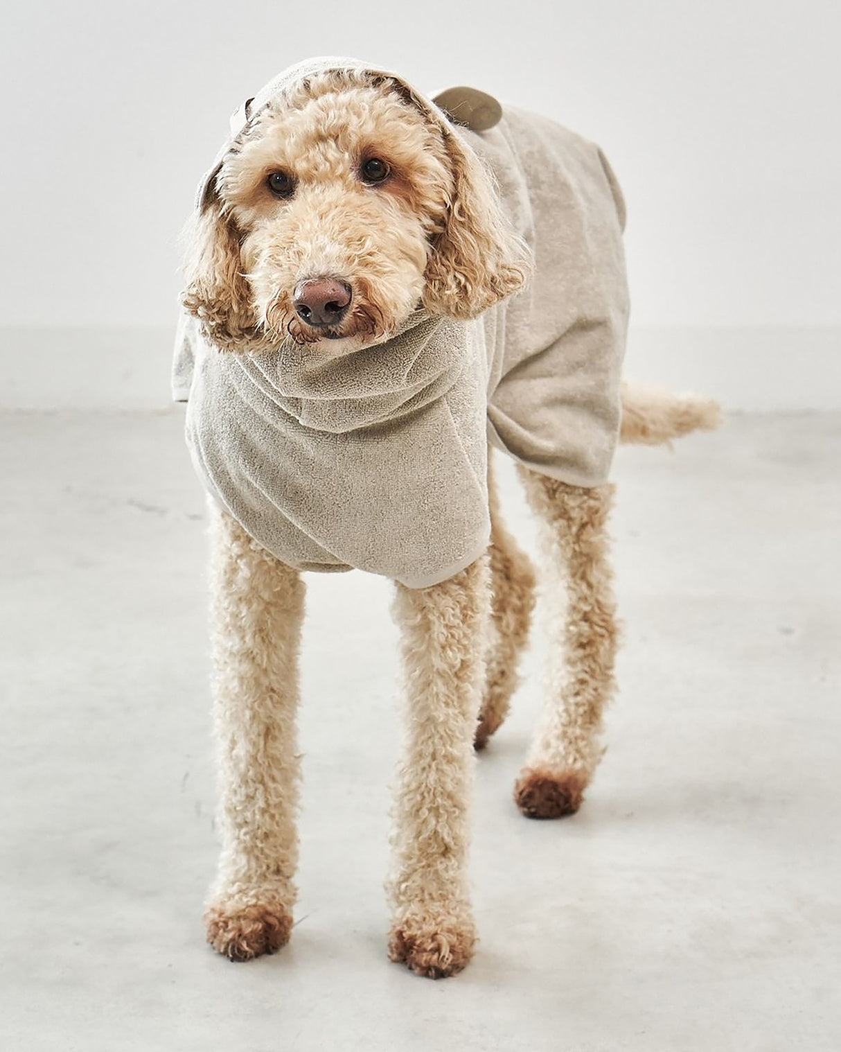 חלוק רחצה לכלב מכותנה אורגנית | BAGNO DOG BATHROBE