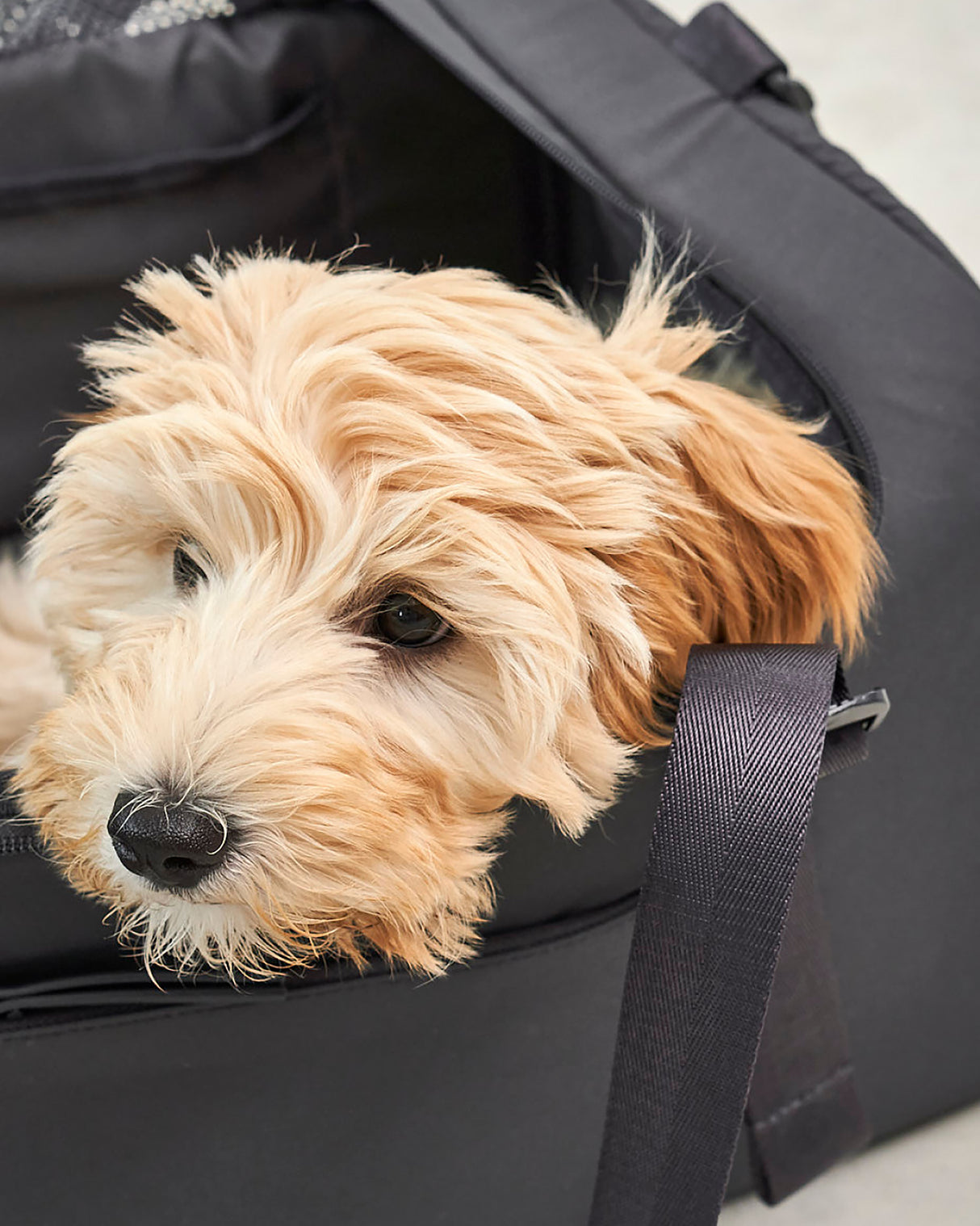 תיק נסיעות לכלב ולחתול (מתאים לטיסה) | VOLATA PET CARRIER BAG