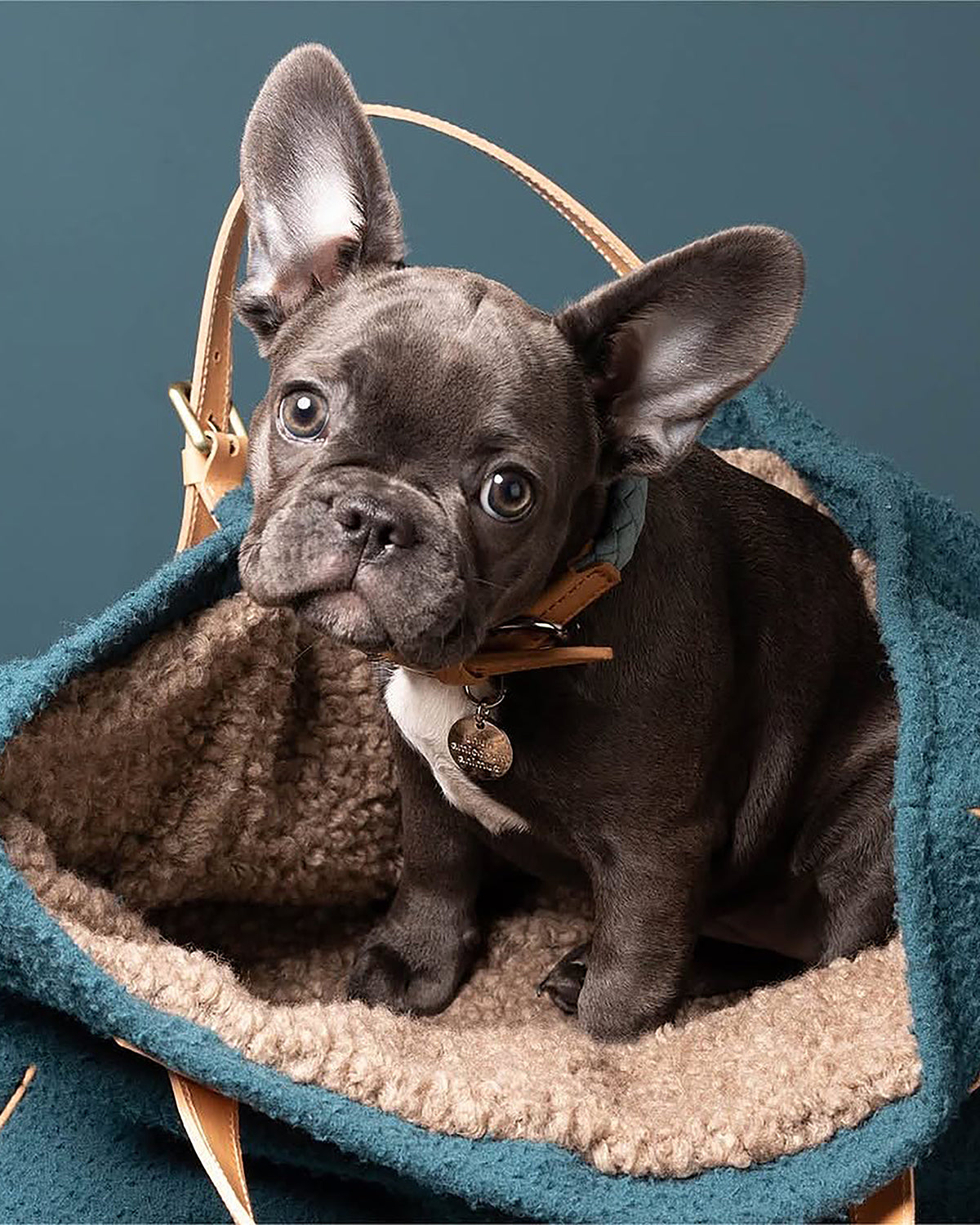 FERDINANDO MICROFIBRE COLLAR | קולר לכלב