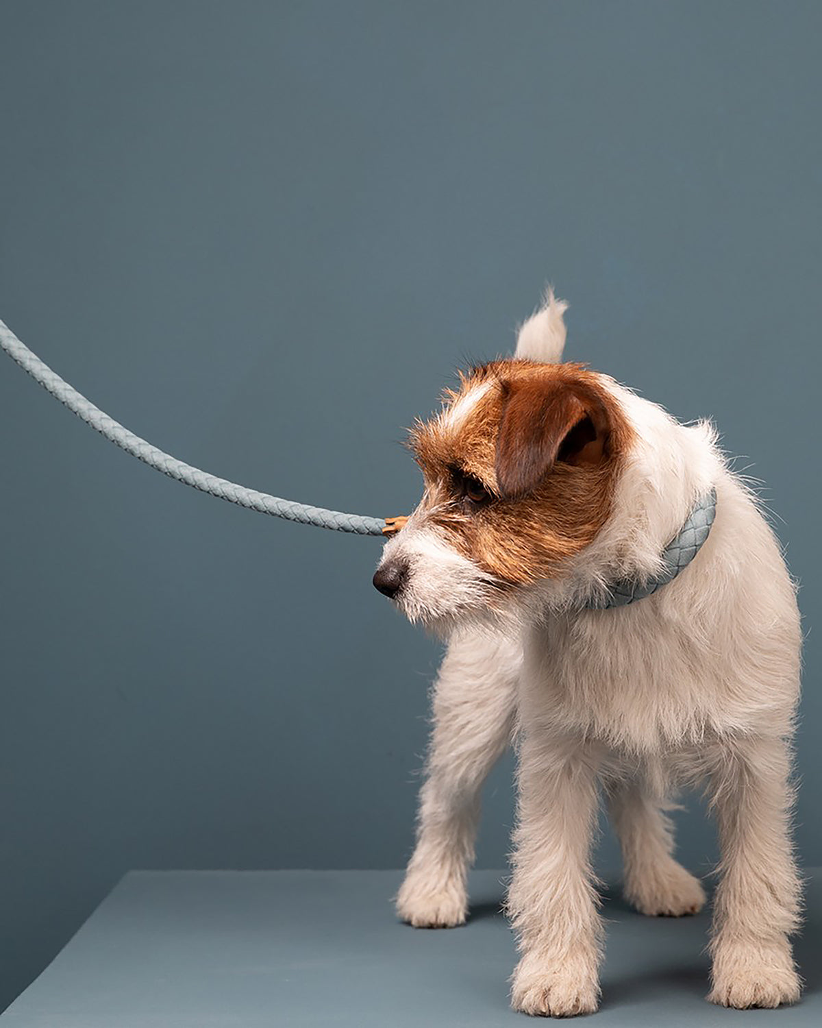 רצועת עור טבעוני לכלב