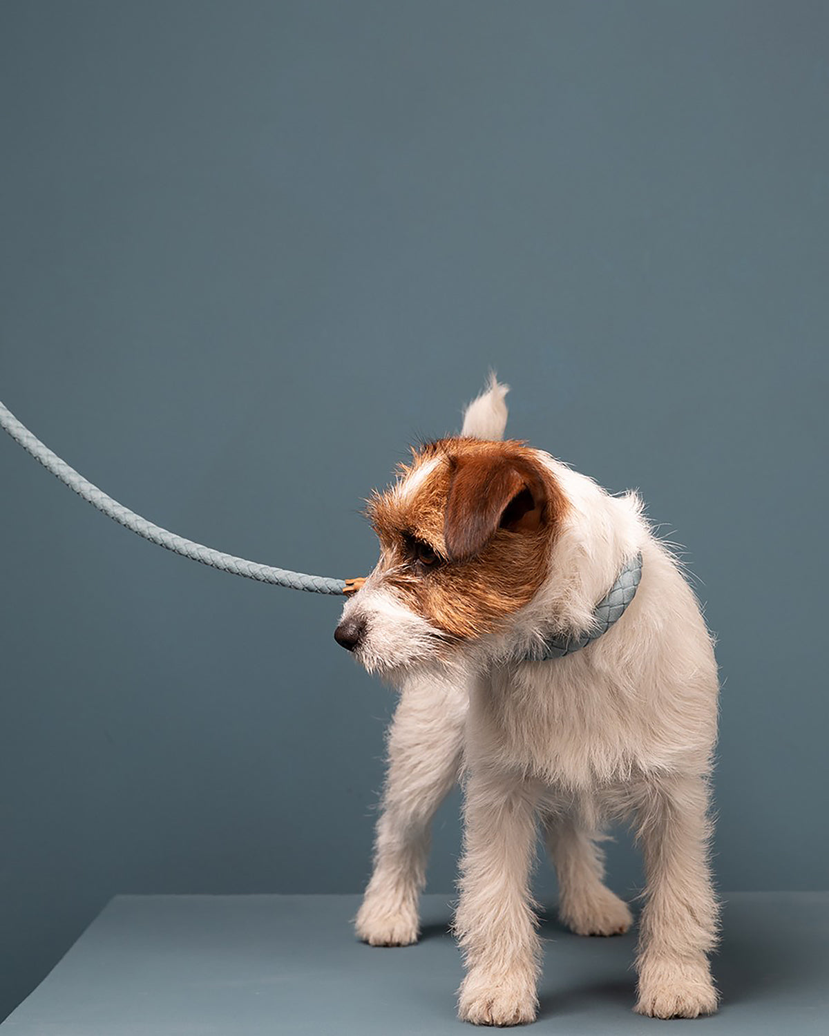 FERDINANDO MICROFIBRE COLLAR | קולר לכלב