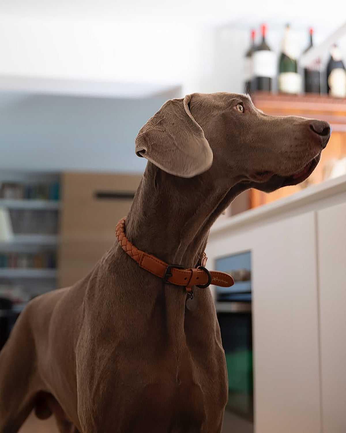 קולר עור לכלבים