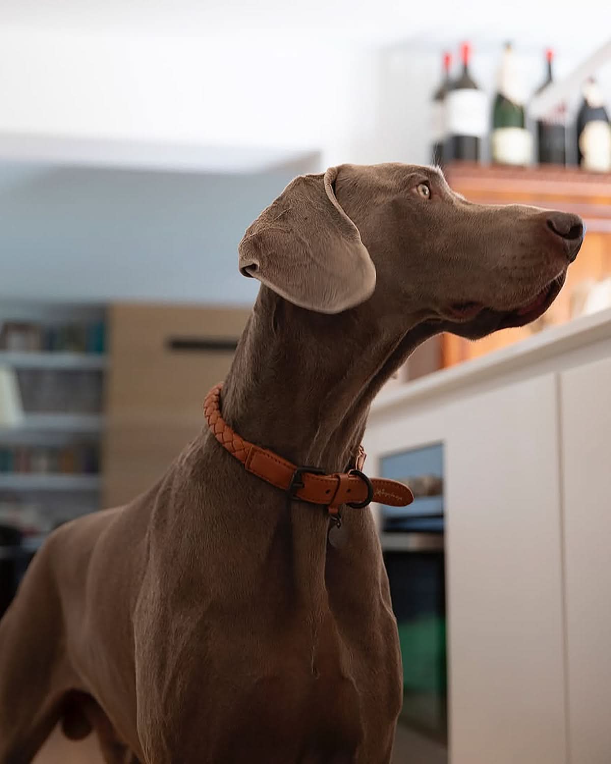 קולר עור לכלבים