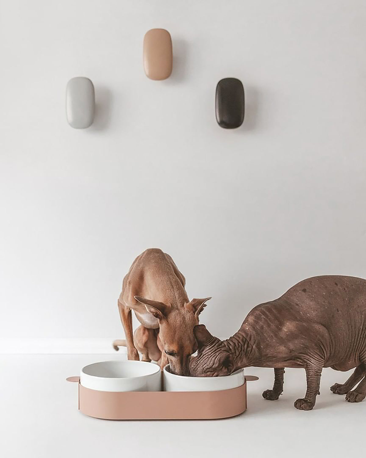 סט קערות לחתול וכלב