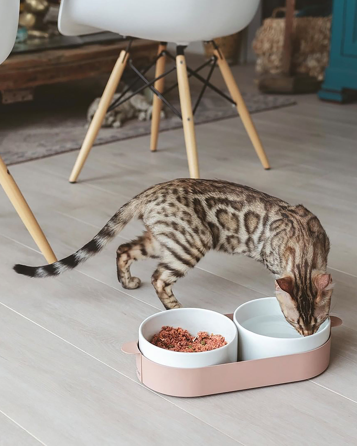 סט קערות לחתול וכלב