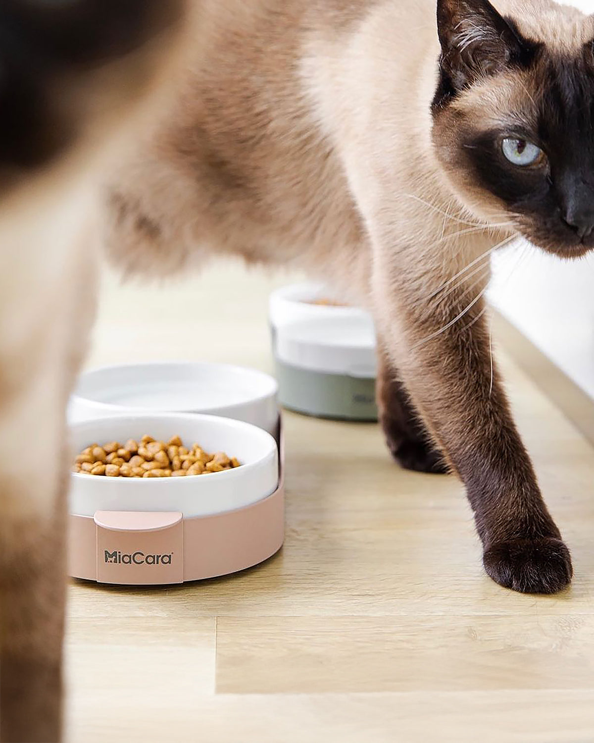 סט קערות לחתול וכלב