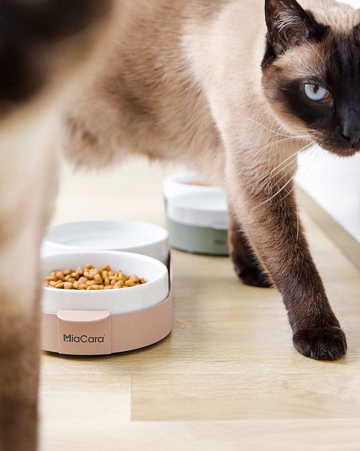 סט קערות לחתול וכלב